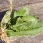 Il rimedio con l’acetosa che purifica il sangue