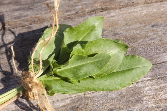 Il rimedio con l’acetosa che purifica il sangue