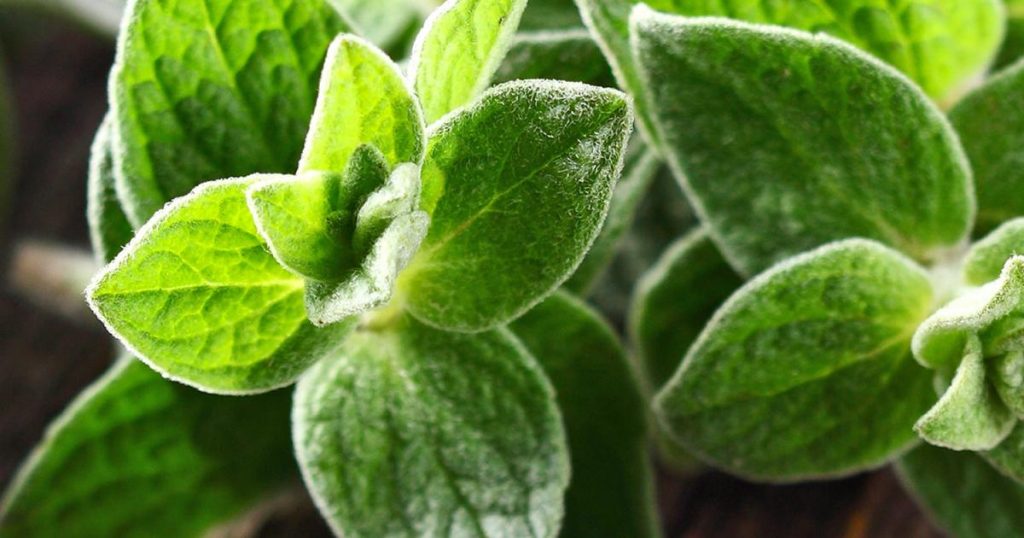 Il Maggiorana è un rimedio naturale potente, utilizzato con successo per trattare e prevenire molte malattie