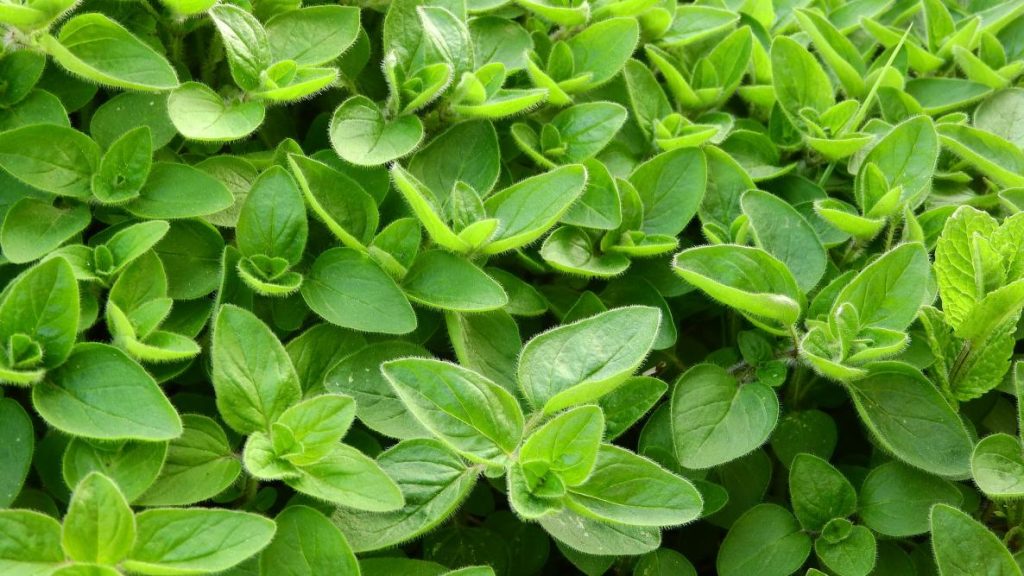 Il Maggiorana è raccomandato dai terapeuti come rimedio naturale per dolori muscolari e articolari, febbri, disturbi digestivi e ansia: ricette e modalità di somministrazione