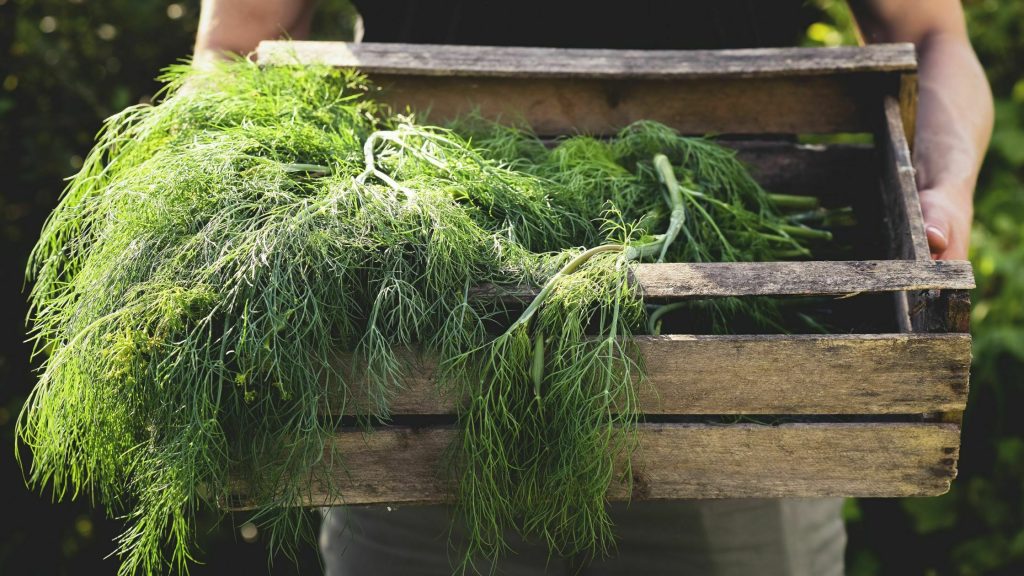 Il Mero, una pianta aromatica con molteplici benefici per la salute