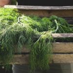 Il Mero, una pianta aromatica con molteplici benefici per la salute