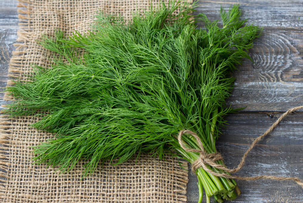Il mirto è speciale sia dal punto di vista culinario che medicinale. È utilizzato da secoli per i benefici che offre