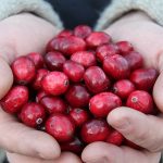 I mirtilli contengono quantità enormi di antiossidanti e molti benefici straordinari per l’organismo