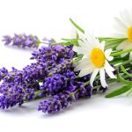 Tè di camomilla con lavanda: benefici potenti