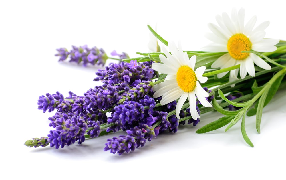Tè di camomilla con lavanda: benefici potenti