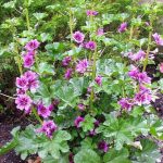 Malva grande Aiuto reale per le affezioni respiratorie e non solo
