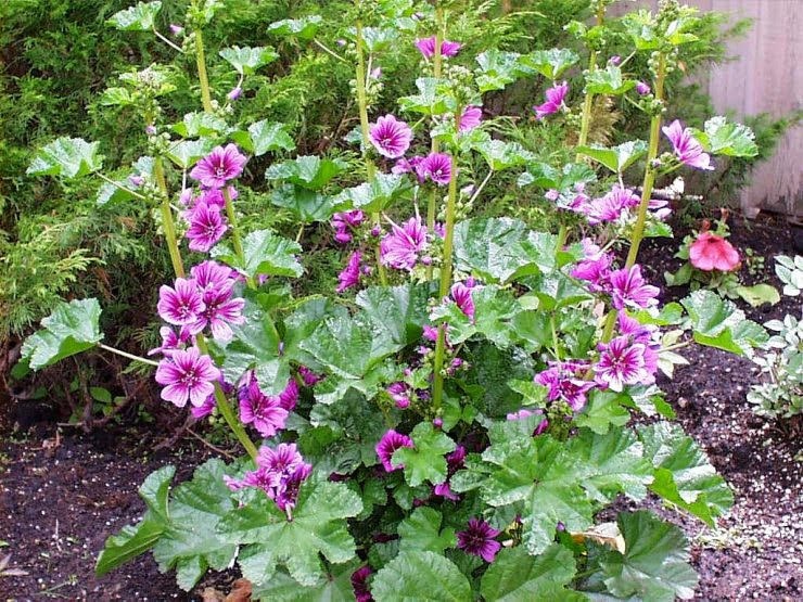 Malva grande Aiuto reale per le affezioni respiratorie e non solo