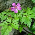 Npraznicul (Geranium robertianum) Pianta con forza vitale e effetti notevoli sull’organismo