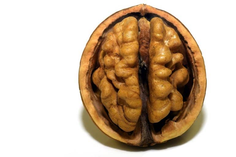 Noci: cibo per la mente e come aiutano il cervello e il corpo a funzionare al massimo