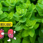 Quando non esistevano antibiotici, le persone usavano questa pianta