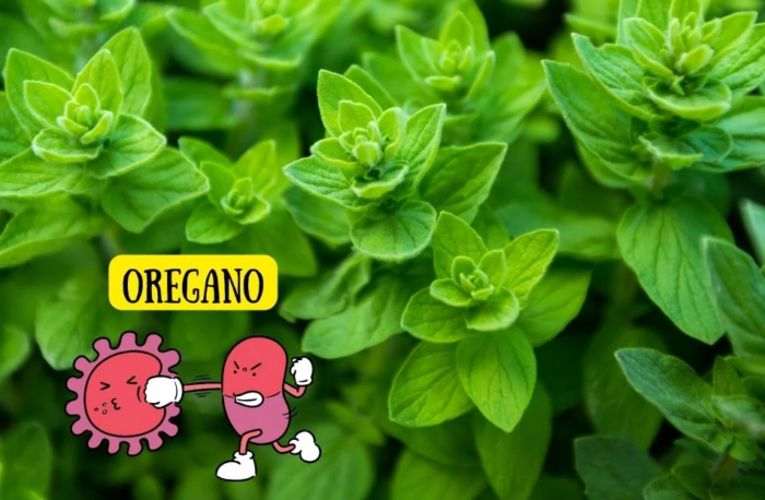 Quando non esistevano antibiotici, le persone usavano questa pianta