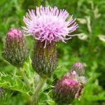 Tè di cardo mariano: detoxificante naturale per fegato e pelle