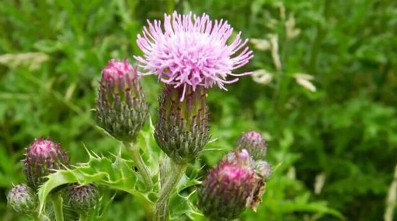 Tè di cardo mariano: detoxificante naturale per fegato e pelle