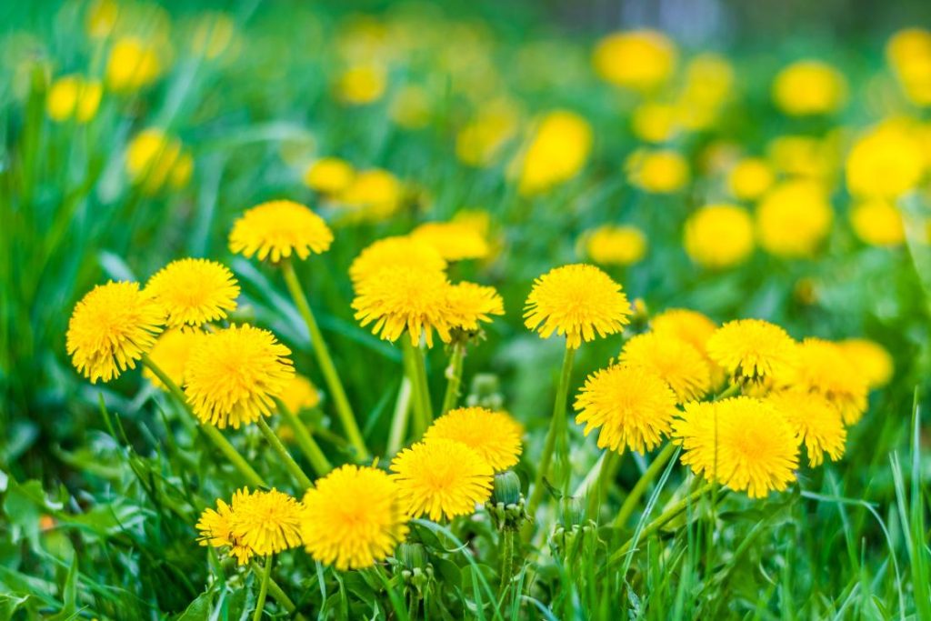 Papavero: una pianta con effetti medicinali molto potenti