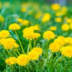 Papavero: una pianta con effetti medicinali molto potenti