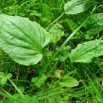 PTLAGINA PIANTA BANAL da bordo strada con EFFETTI STRAORDINARI per la SALUTE (ricette)