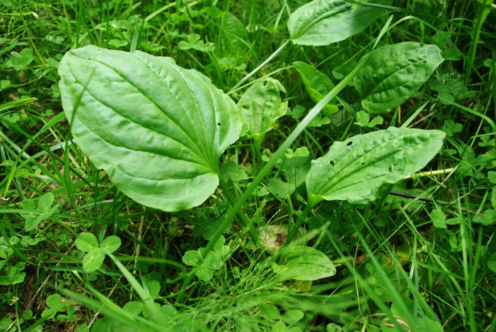 PTLAGINA PIANTA BANAL da bordo strada con EFFETTI STRAORDINARI per la SALUTE (ricette)