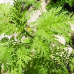 Assenzio dolce (artemisia annua) – una pianta miracolosa per quasi ogni affezione e come consumarla