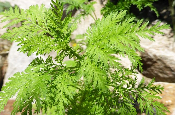 Assenzio dolce (artemisia annua) – una pianta miracolosa per quasi ogni affezione e come consumarla