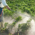 La frutta e la verdura trattate con sostanze chimiche possono essere molto pericolose! Scopri la lista delle più trattate in Romania