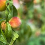Il rimedio con foglie di pesco: un calmante digestivo poco conosciuto