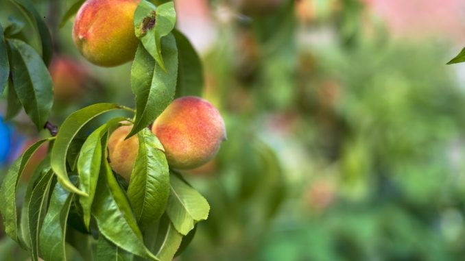 Il rimedio con foglie di pesco: un calmante digestivo poco conosciuto