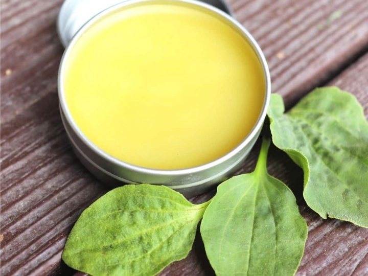 Unguento antico con cera d’api e foglie di piantaggine guarisce le ferite in pochi giorni