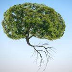 Le migliori piante per memoria e concentrazione: benefici dimostrati da ricerche e studi