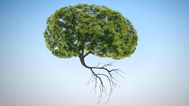 Le migliori piante per memoria e concentrazione: benefici dimostrati da ricerche e studi