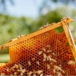 Pasta delle api: proprietà terapeutiche, benefici e somministrazione