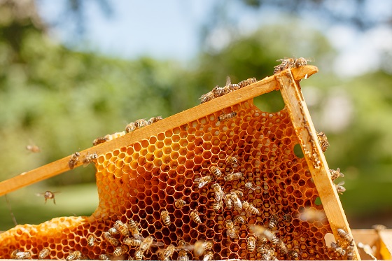 Pasta delle api: proprietà terapeutiche, benefici e somministrazione
