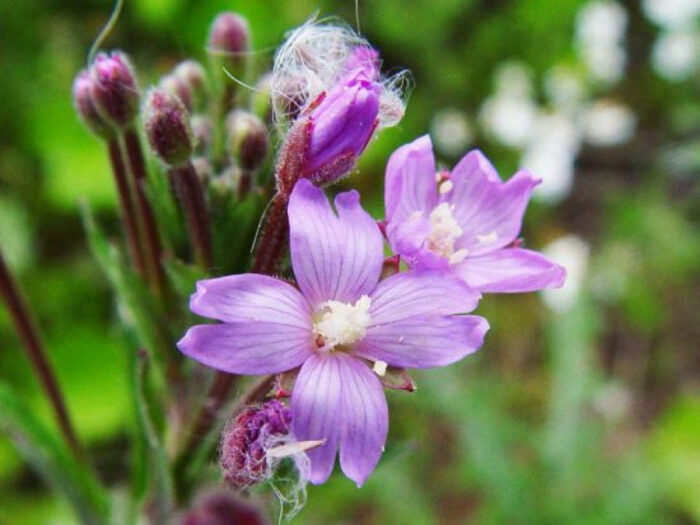 Pufulia con fiori piccoli: La pianta miracolosa per la salute della prostata e del tratto urinario