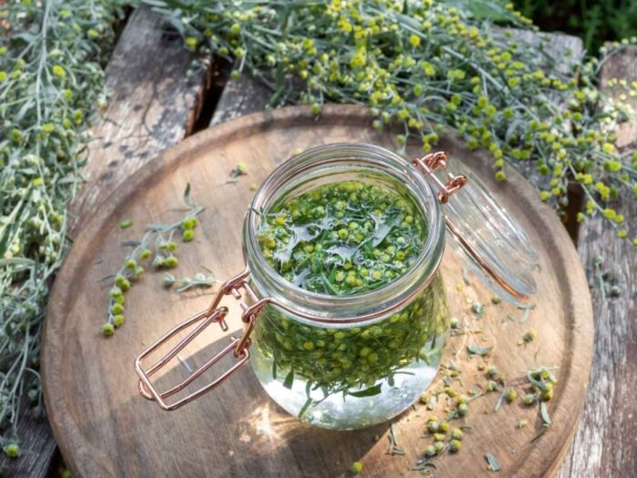 Aqua di assenzio lasciata al sole: il rimedio antico per il fegato e i vermi intestinali (preparazione e consumo)
