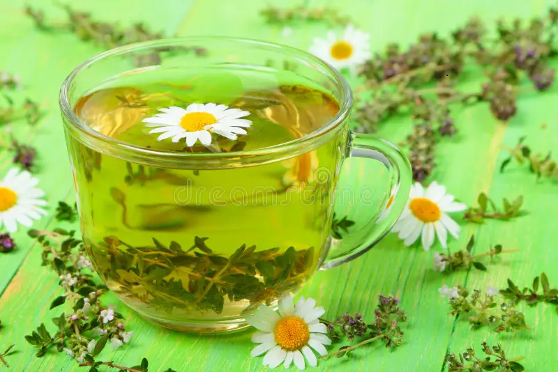 Infusione di timo e camomilla: alleato per il sistema respiratorio