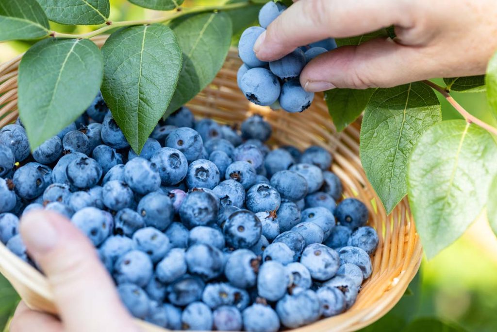Ricetta con mirtilli contro il diabete: Riduce il livello di glicemia in modo naturale