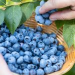 Ricetta con mirtilli contro il diabete: Riduce il livello di glicemia in modo naturale