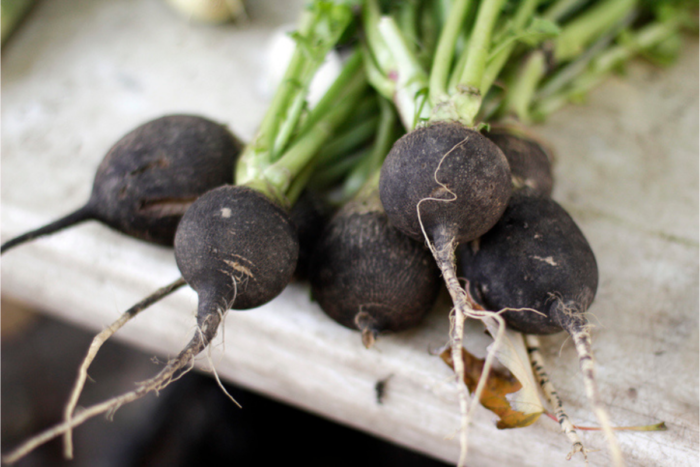 Cura con ravanello nero: purificazione profonda dei polmoni e benefici per la digestione