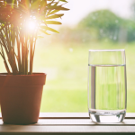 Cosa succede quando bevi acqua con piante al mattino: il rituale che purifica e protegge