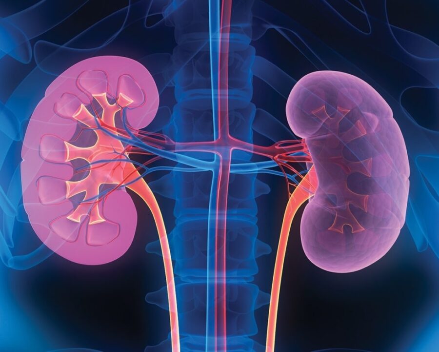 Cosa succede se bevi troppe infusioni diuretiche? Avvertenze dai medici e cosa dicono gli studi recenti