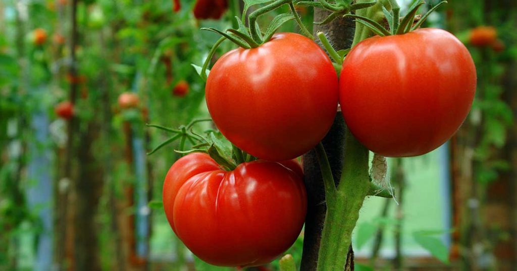 Il pomodoro è un frutto considerato un super-alimento con forti benefici per la salute