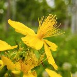 Rostopasca per verruche: come si utilizza