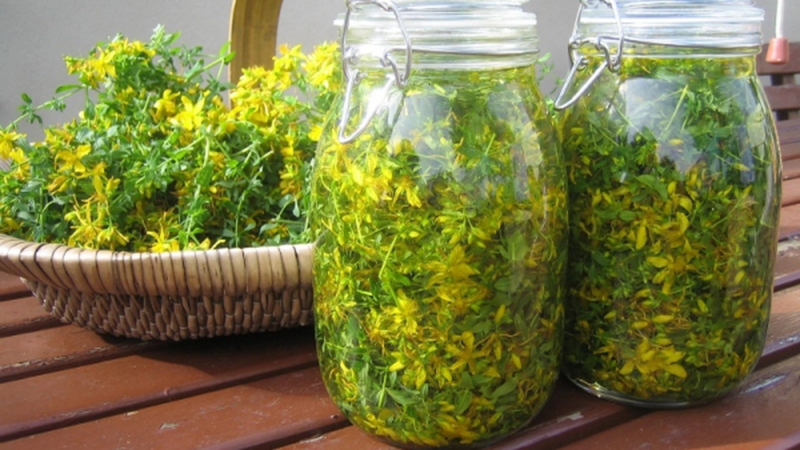 Olio di iperico: benefico, ma interagisce con molti farmaci
