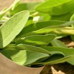 La pianta miracolosa che salva vite sia letteralmente che figurativamente