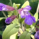 Infusione di salvia: come la raccomandano i medici per la sudorazione eccessiva