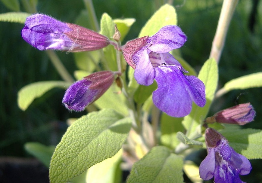 Infusione di salvia: come la raccomandano i medici per la sudorazione eccessiva