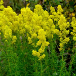I fiori di San Giovanni: effetti terapeutici e ricette di bellezza