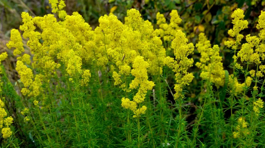 I fiori di San Giovanni: effetti terapeutici e ricette di bellezza