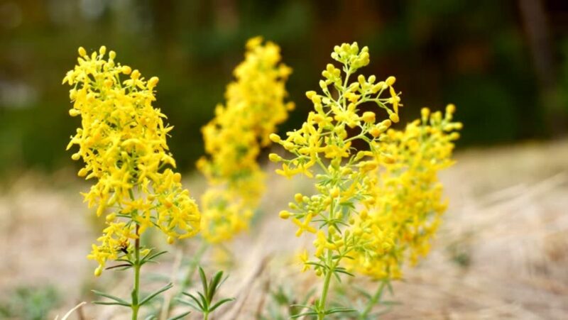 Tinctura di fiori di snziene (preparazione e consumo) per la purificazione della linfa e l’equilibrio ormonale in modo naturale