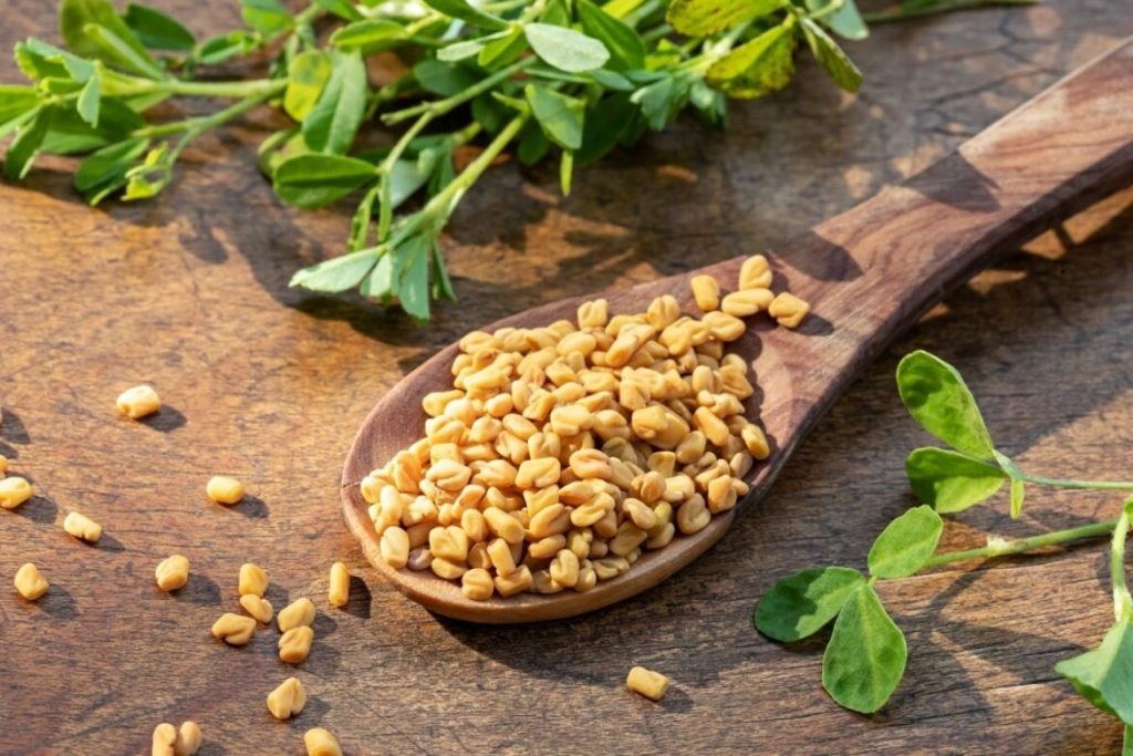 Macerato a freddo dai semi di fieno greco: il segreto per una digestione rapida e uno stomaco tranquillo